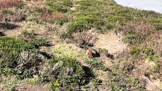 Seeing a Hoary Marmot at Mt. Rainier National Park 