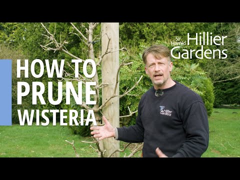 How to prune