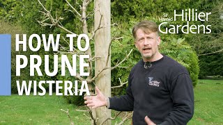 How to prune wisteria | Sir Harold Hillier Gardens