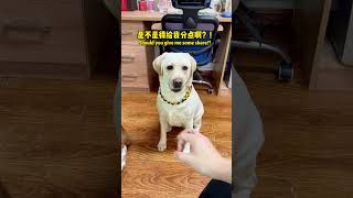 狗：见面分一半老登你挺会来事儿啊Doggo：Split it in half when meeting! You are quite good at handling things!#搞笑汪驾到#萌寵