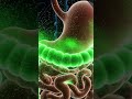 How Cucumber actually destroys fat cells! 🥒🔥 #shorts #scienceexplained #fitnessmotivation