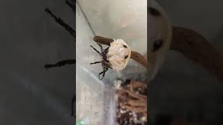 Мадагаскарский таракан линяет