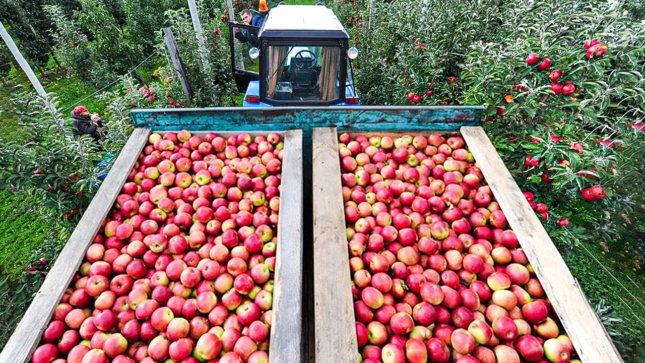 How Millions of Milk Cows and Tons of Apples are being Harvested by New York State Farmers