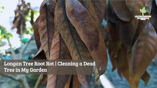 Longan Tree Root Rot | Cleaning a Dead Tree in My Garden