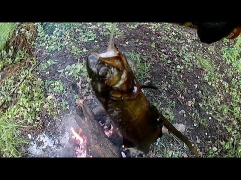 Wideo: Jak Gotować Ryby Nad Ogniem