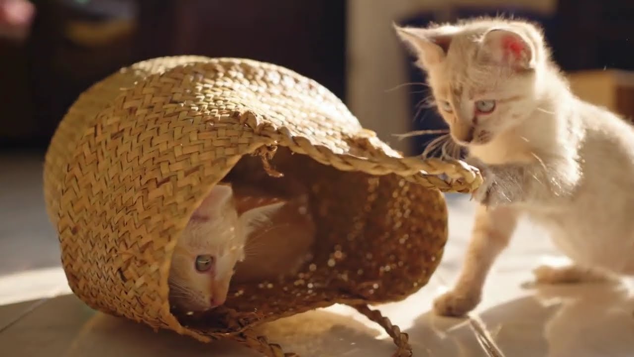 Cute Kittens for Calm Vibes | Gentle Background Music