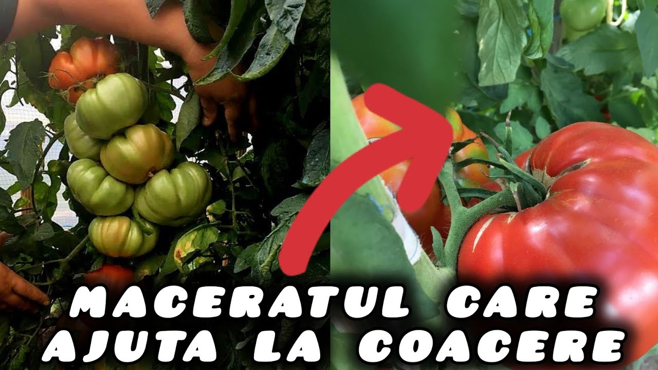 Știai de ce tomatele se coc greu?Iată ce trebuie sa faci...