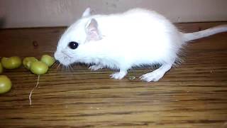 Will my female gerbils eat peas