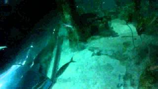 Shark Dive   Napier   3   Snorkel   20131201