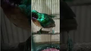 Download Lagu Kolibri Wulung Fighter Gacor Mencari Lawan, Ngeroll + Nembak. #shorts #birds #kolibri #kolibriwulung MP3