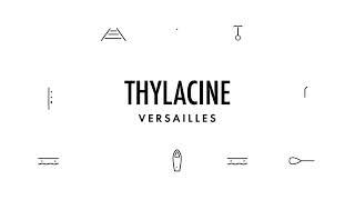 THYLACINE - Versailles
