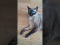 #siamese #cat #cute #kitty #kot #cutecat #joker #catlife #pet #thaicat #meow #catlove #cuddles