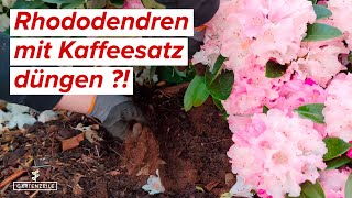 Rhododendren mit Kaffeesatz düngen - Das Hausmittel als super Dünger für eure Rhodos !