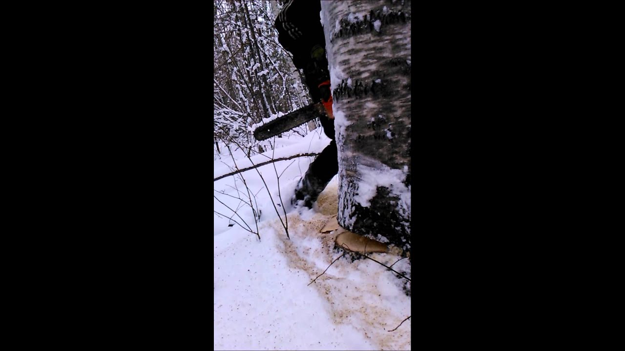 Валит лес машина