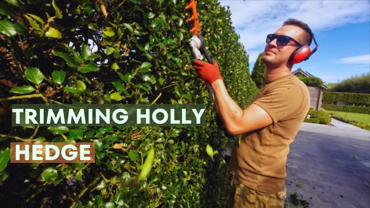 Achieving the Perfect Shape: Trimming a Holly Hedge - YouTube