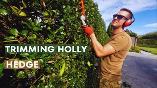 Achieving the Perfect Shape: Trimming a Holly Hedge