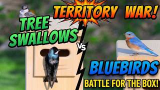Battle For The Box: Tree Swallows And Bluebirds Want The New Nest Box