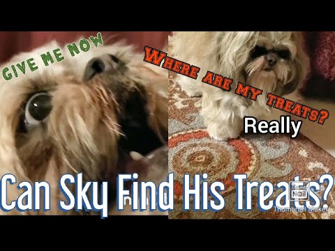 can-my-shih-tzu-dog-sky-finds-his-treats?-monday's-shout-out
