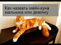 Как назвать мейн-куна мальчика или девочку