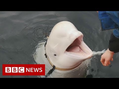 Is this whale a Russian spy? - BBC News