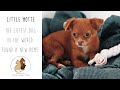 Little Motte - The cutest dog in the world found a new home (PAN e.V.)