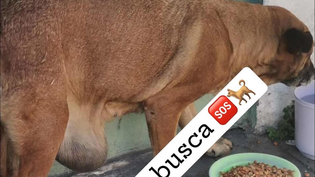 La pequeña que tenía el tumor en su pancita hoy 17 de febrero la dieron de alta ❤️‍🩹🐕🫂