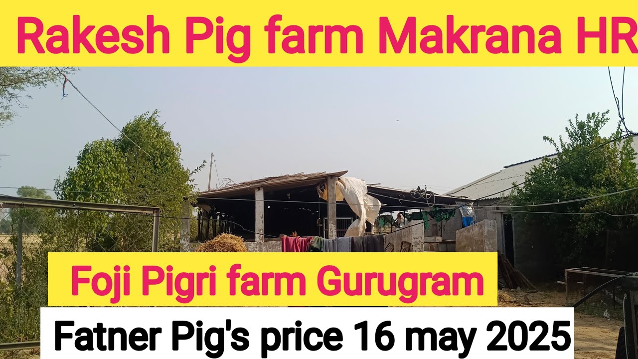 Fatner Pig's price 16 may 2025 Foji Pigri farm Gurugram ।Rakesh Pig farm Makrana haryana ।