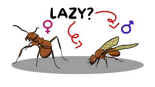 Male Ants Are USELESS (Kind Of) Queen Ant Mating With 2 Males