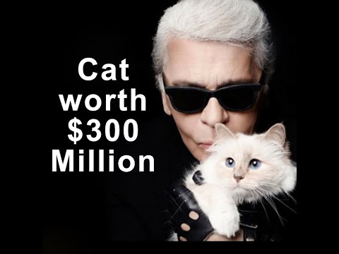 $300 Million Worth Cat || Choupette || Karl Lagerfeld