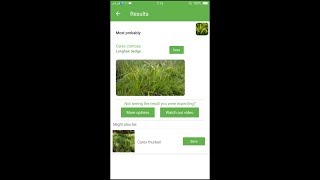 PlantSnap identifies a Longhair Sedge (Carex comosa) screenshot 1