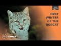 First Winter of the Bobcat | Mutual of Omaha&#39;s Wild Kingdom