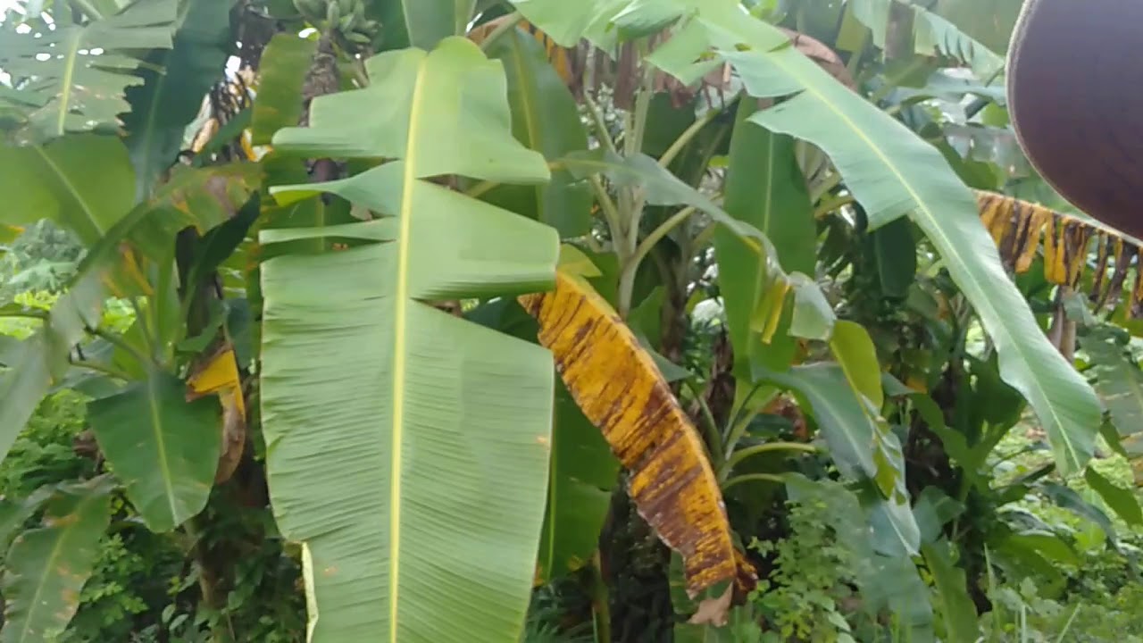 Pisang Ambon warangan,raja bulu,agung, cocok di tanam bekas tanah
