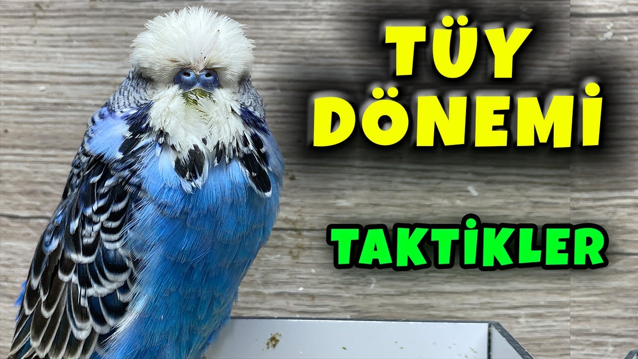 MUHABBET KUŞU TÜY DÖNEMİ ? KOLAY ATLATMALARI İÇİN ? ÇİFTLEŞİR Mİ ?