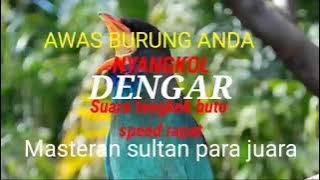 Masteran para sultan suara Tengkek buto speed rapat.
