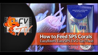 How To Feed Sps Corals With Easyreefs Easysps Evo Gel Food Using A Dosing Pump