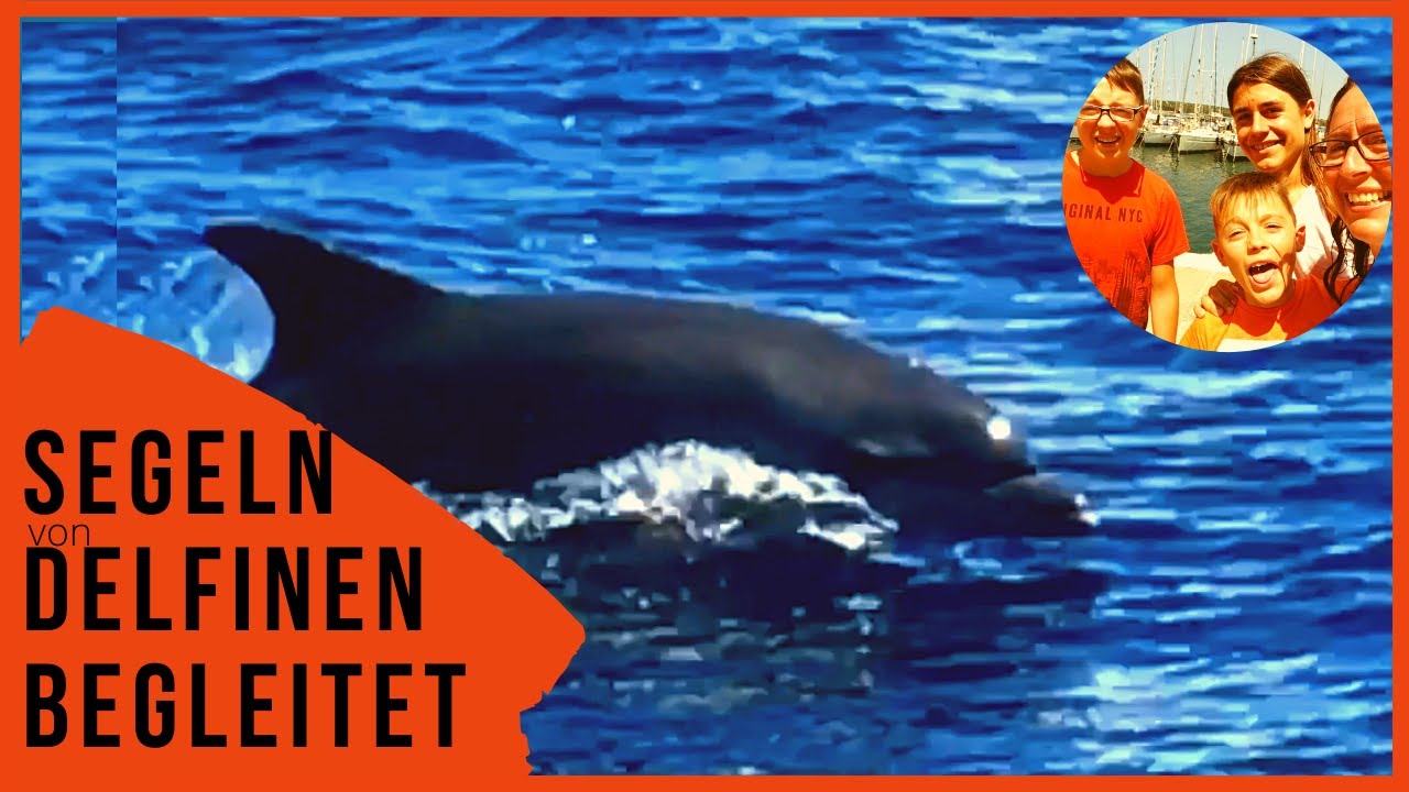 Segeln Kroatien von Delfinen begleitet #4