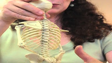 Alexander Technique Introduction