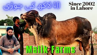 Hafiz Irfan Owner of Malik Farms | 40 Lakh ki jodi | Bakra Eid Collection | Cattle Farm 2020| Bakra
