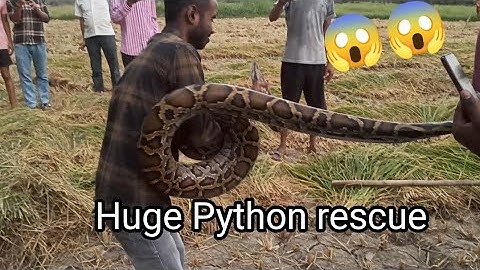 Huge Python rescued from village || अजगर सांप किया रेस्क्यू || #python #rescue #snakevideo