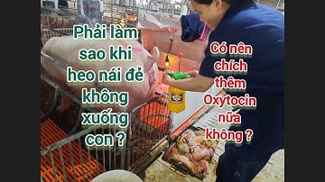 Phải làm sao khi heo nái đẻ không xuống con ? Có nên chích thêm Oxytocin nữa không ?