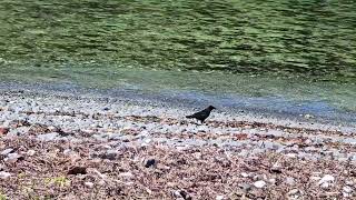 Crow on Fin Island Excursion- Sitka, Alaska