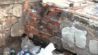 Опасности и болезни от крыс Опасности и болезни от крыс