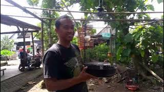 HEBoHHHHh.............!!!!!!!!!!!!!!!!!!!!!!!!LOVEBIRD ISIAN   