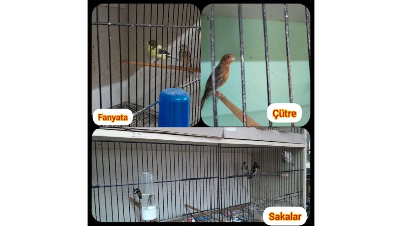 TÜY ZAMANI SAKA FANYATA ÇÜTRE KANARYA KÜMESDEKİ BAKIM