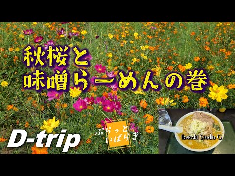 秋桜と味噌らーめんの巻 1号堤コスモス園・らーめん 純輝 潮来本店