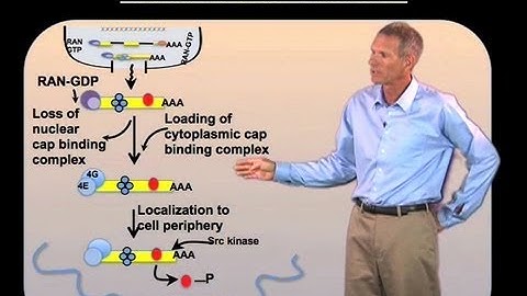 mRNP Assembly - Roy Parker (Boulder/HHMI)