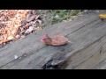 Decapitated copperhead