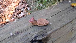 Decapitated Copperhead