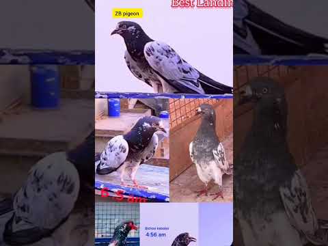 Kabootar landing 45 tempeeature || teddy kabootar