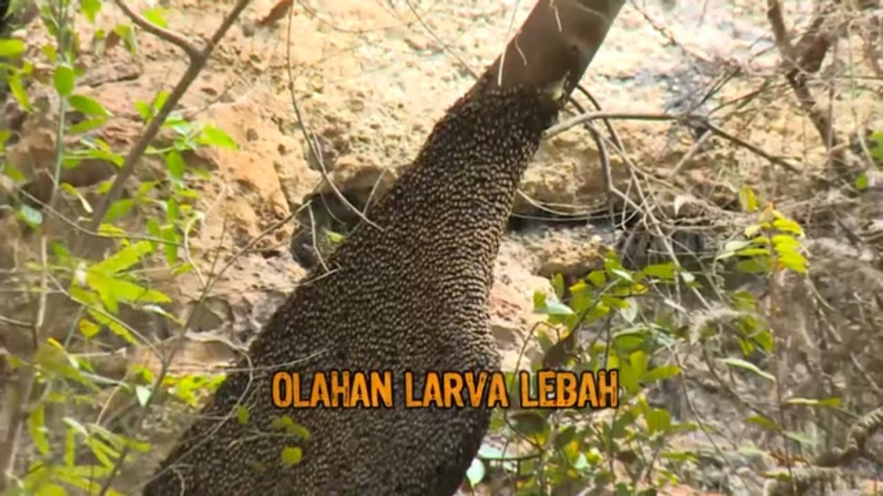 OLAHAN LARVA LEBAH | JEJAK SI GUNDUL